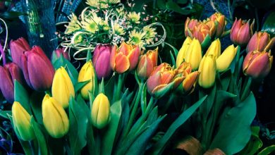 tulipany dzien kobiet
