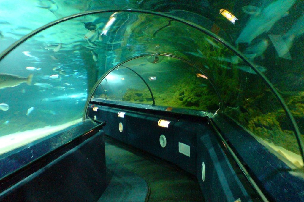 aquarium tunnels kelly tarlton aquarium