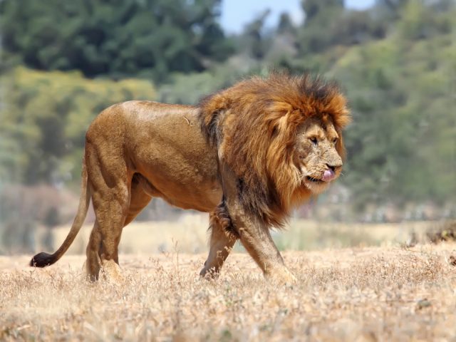 lew afrykański