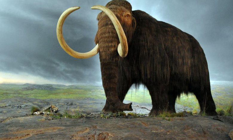 mamut