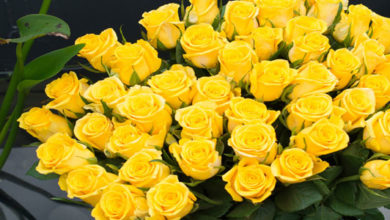 sennik żółte róże